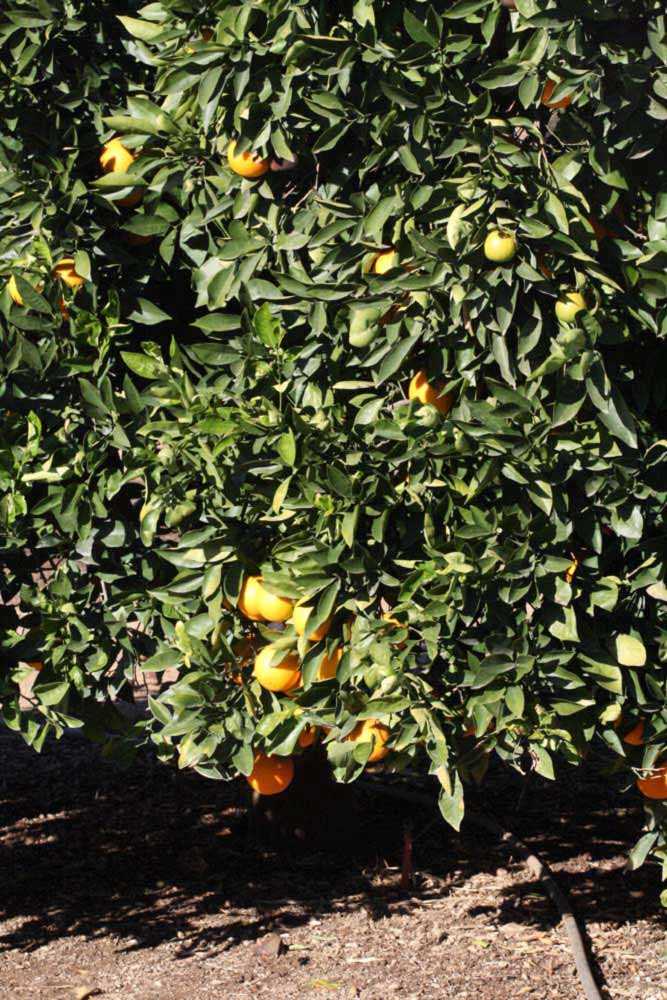            Habit (Palmer, Riverside, CA)   